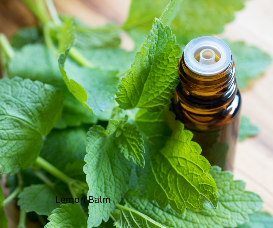 Melissa or Lemon Balm essential oil