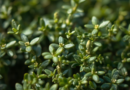 Thyme