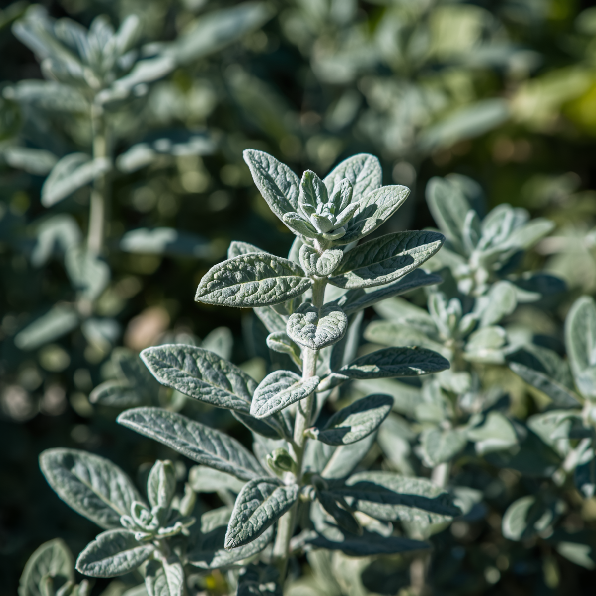 Sage